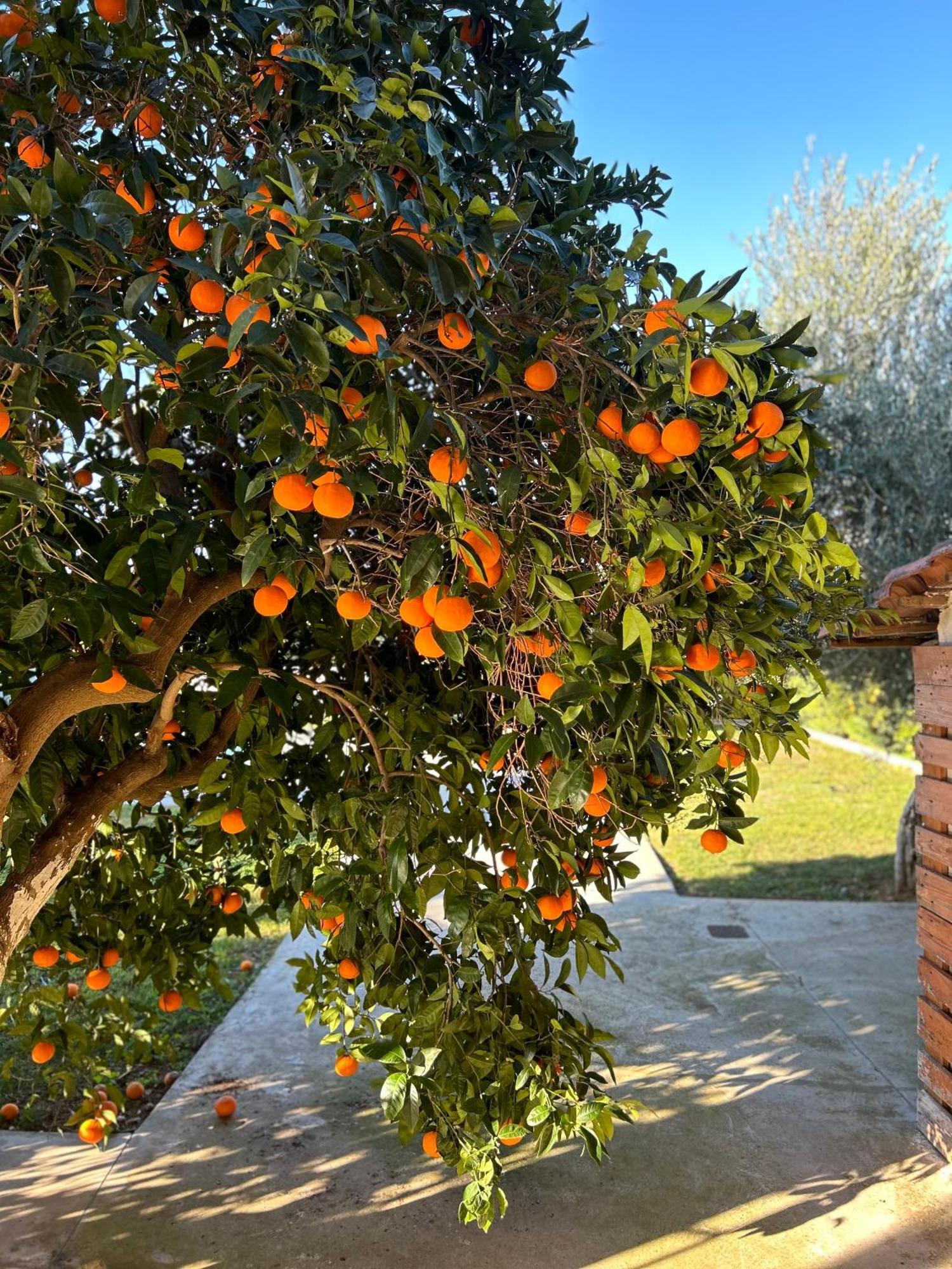 The Orange Garden Apartment Nafplio Exterior photo